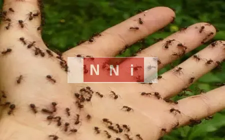 أحكام بالسجن أو الغرامة على سارقى النمل بكينيا