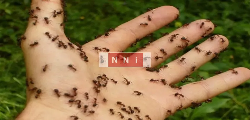 أحكام بالسجن أو الغرامة على سارقى النمل بكينيا